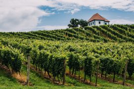 Odlična ideja za čudovit vikend izlet: obiščite slikovite griče blizu Slovenskih Konjic
