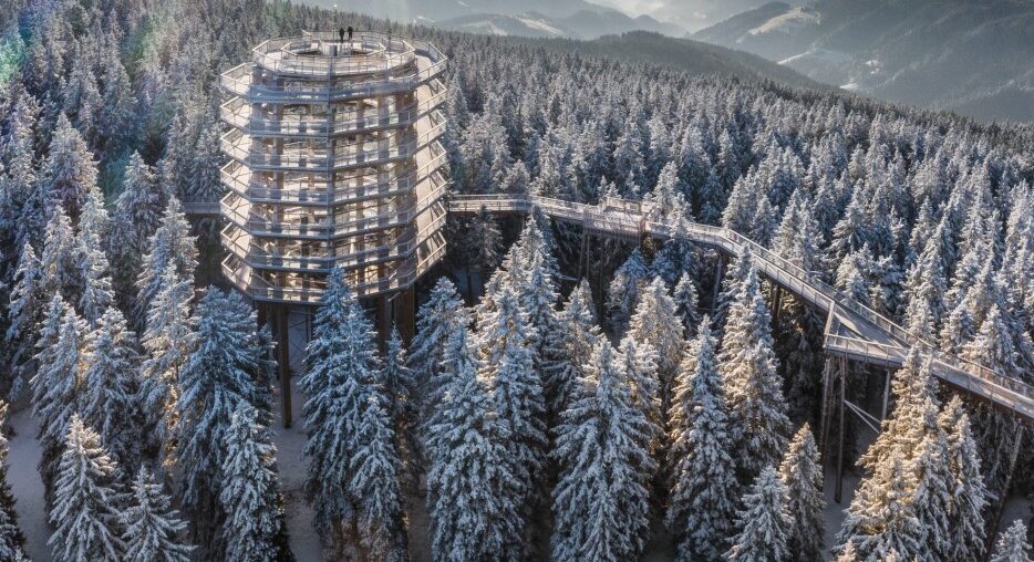 Idilična pot med zasneženimi krošnjami